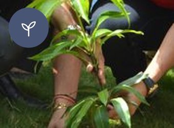 Replanter les forêts brûlées